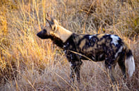 Hluhluwe Imfolozi  Safari Day Tour (7) 9