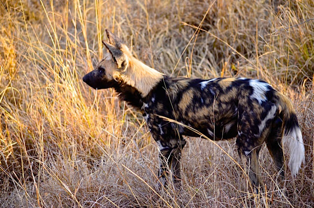 Hluhluwe Imfolozi  Safari Day Tour (7) 9