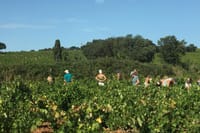 Avignon Popes Palace and Châteauneuf du Pape Wine tour 6