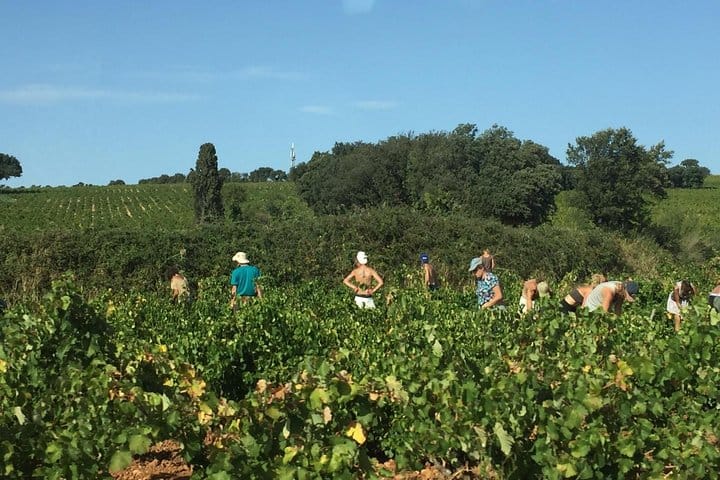 Avignon Popes Palace and Châteauneuf du Pape Wine tour 6