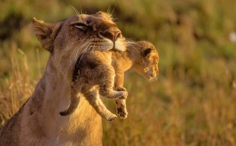 8-Day Private Safari Adventure in Kenya and Tanzania
