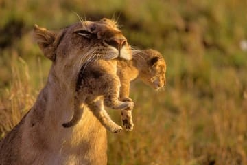 8-Day Private Safari Adventure in Kenya and Tanzania