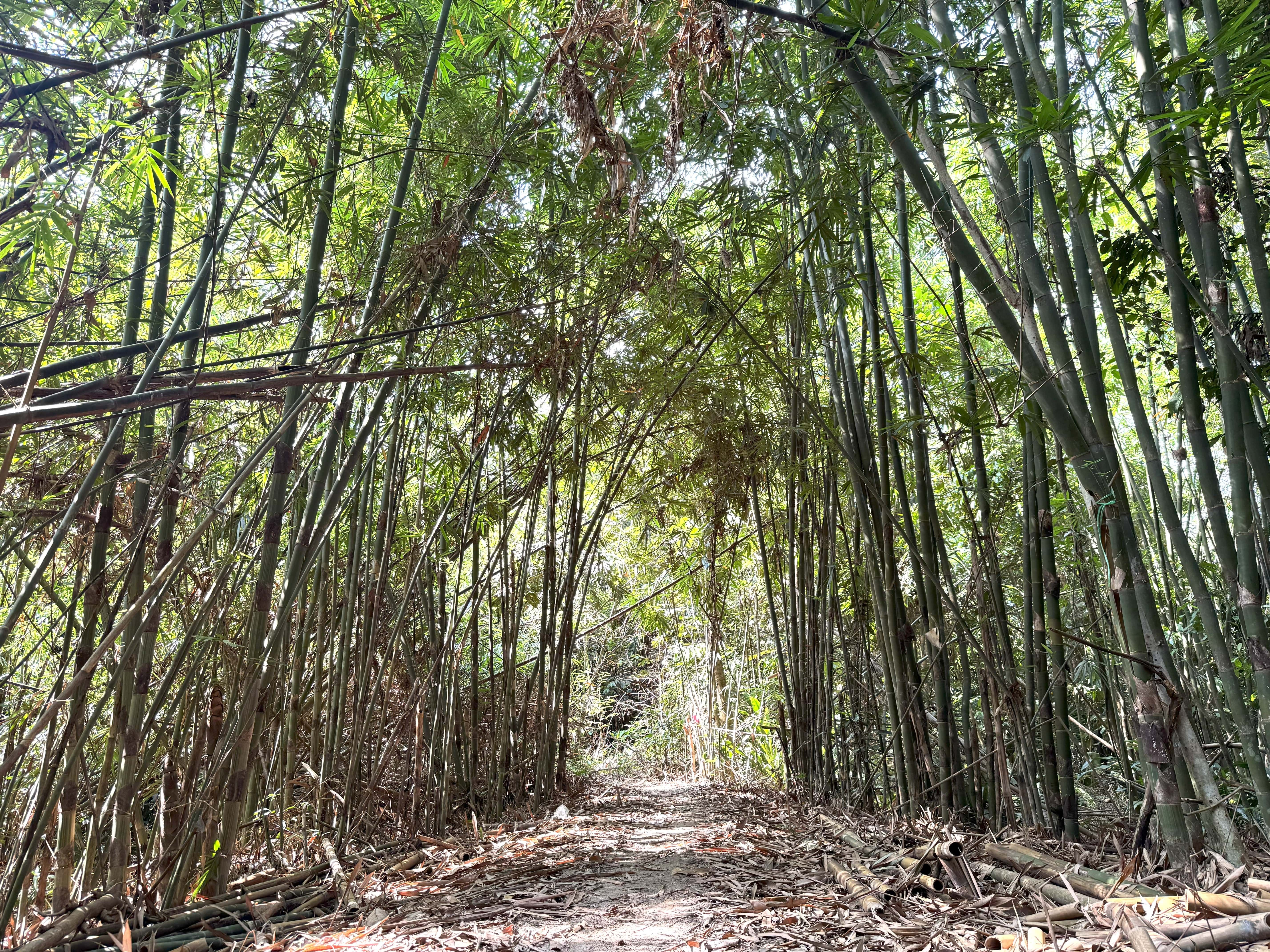 A serene jungle stream flows between large trees with exposed root systems in a lush Malaysian rainforest.
