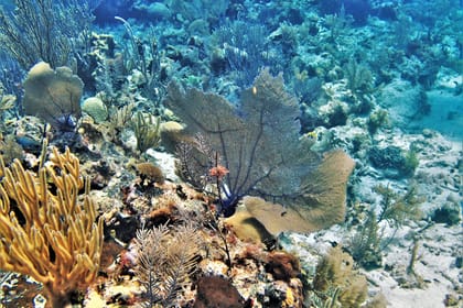 Catamaran VIP Morning Adventure: Snorkeling, Mimosa & Brunch