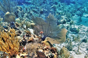VIP Catamaran Snorkeling and Brunch Tour in Noord, Aruba