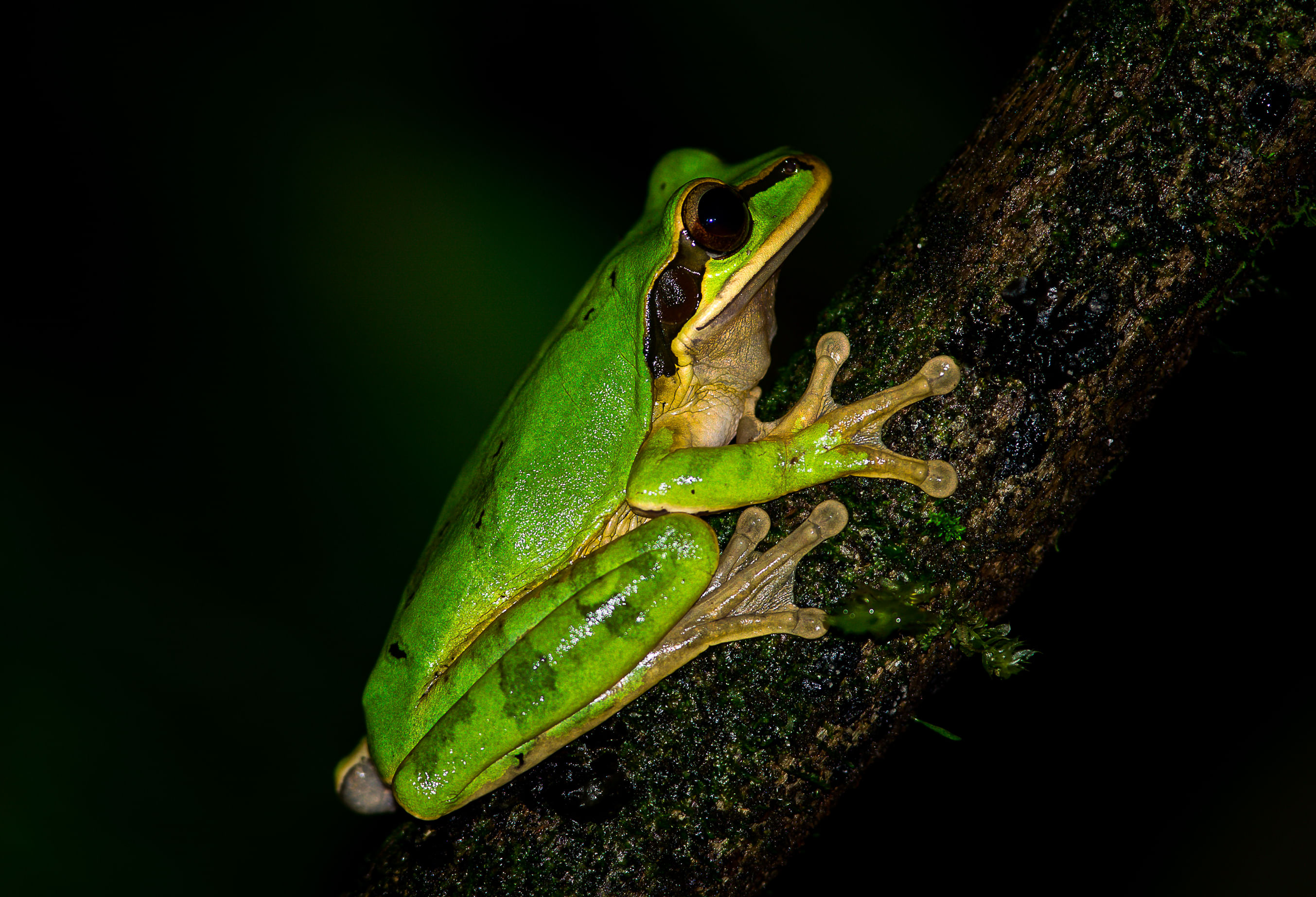 Rainmaker Park jungle night tour from Manuel Antonio