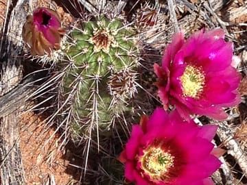 Cactus flowers along the paths...
