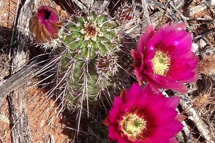 Cactus flowers along the paths...
