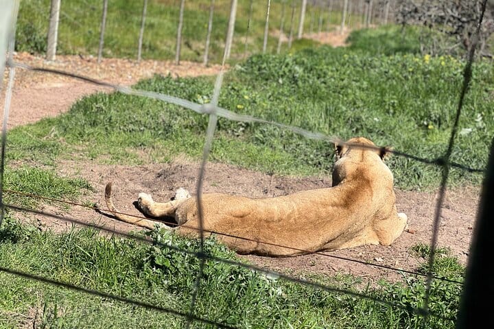 Giraffe Encounter and Lion Park with Wine Tasting in Stellenbosch