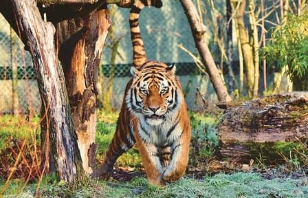 Skip The Line : Nahargarh Biological Park Tour, Jaipur