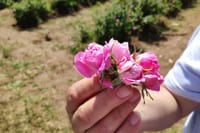 Private Rose Picking in Vrav along the Danube 4