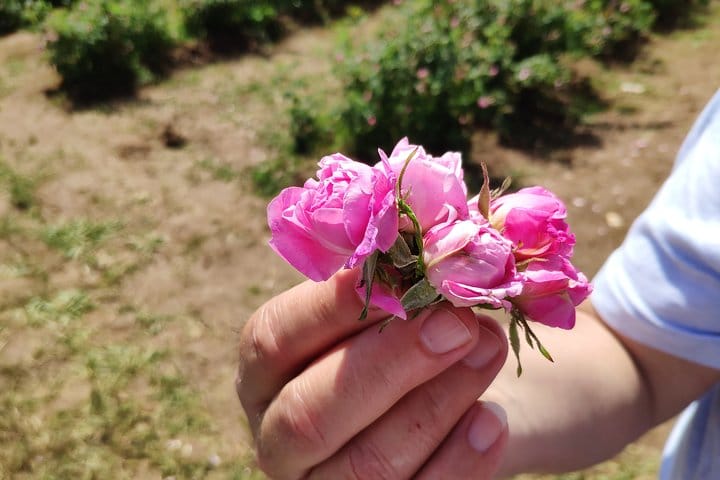 Private Rose Picking in Vrav along the Danube 4
