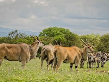 Private 2-Day Safari Experience in Aberdares National Park