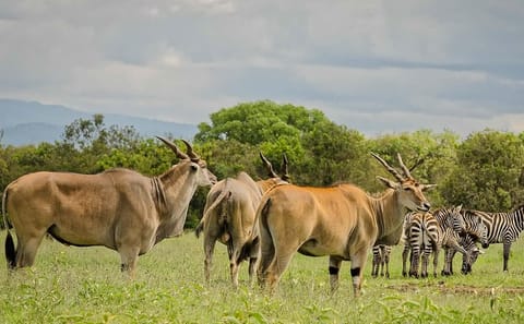 Private 2-Day Safari Experience in Aberdares National Park