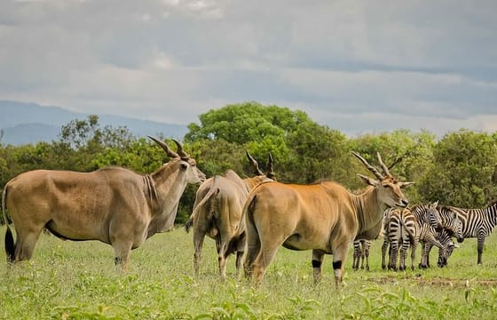 2-Day Private Safari at Aberdares National Park