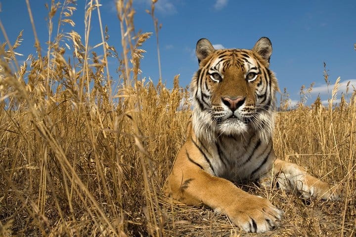 Jaipur Heritage walk Tour