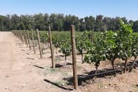 Private half day wine tour Concha y Toro 7