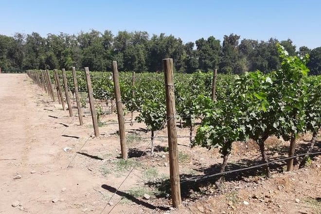 Private half day wine tour Concha y Toro 7
