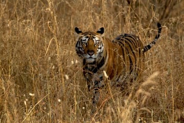 Tadoba National Park Safari Tour from Nagpur