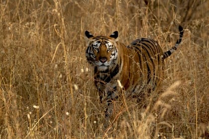 Safari in Tadoba National Park: Wilderness Roar from Nagpur