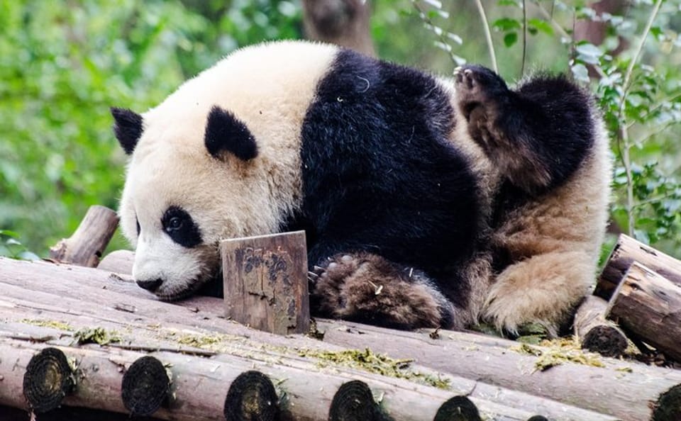 Chengdu Panda Base and Leshan Buddha Full-Day Tour