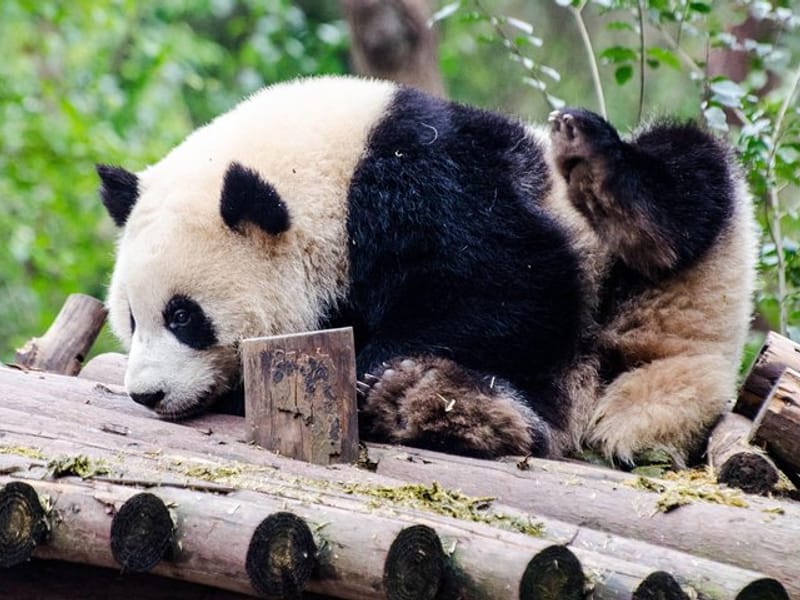 Chengdu: Panda Base Leshan Buddha Tour(or Half Day Panda Base )
