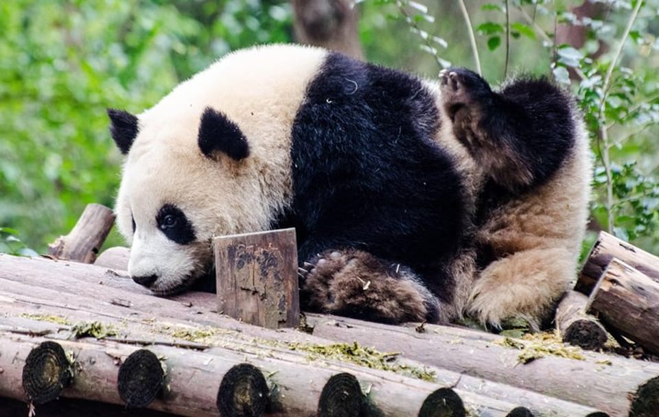 Chengdu Panda Base and Leshan Buddha Full-Day Tour
