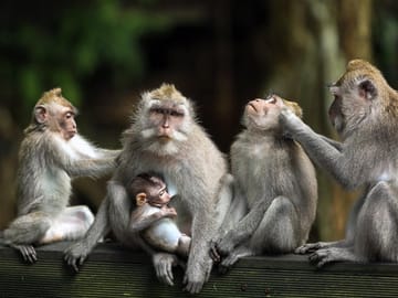 Ubud Sacred Monkey Forest