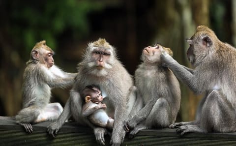 Ubud and Hidden Waterfall Full Day Tour in Bali
