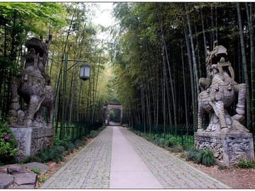 Half-Day Hangzhou Yunxi Bamboo Forest and Tea Plantation Experience