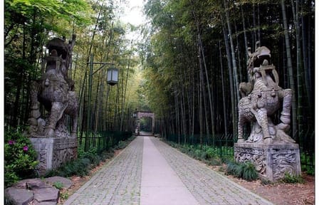 Half-Day Tour of Yunxi Bamboo Forest and Tea Plantation in Hangzhou