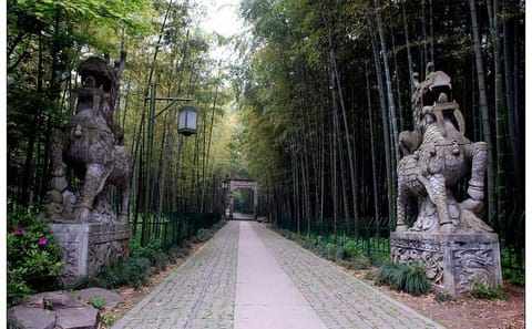 Half-Day Tour of Yunxi Bamboo Forest and Tea Plantation in Hangzhou