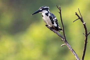 Negombo Lagoon and Muthurajawela Bird Watching Tour