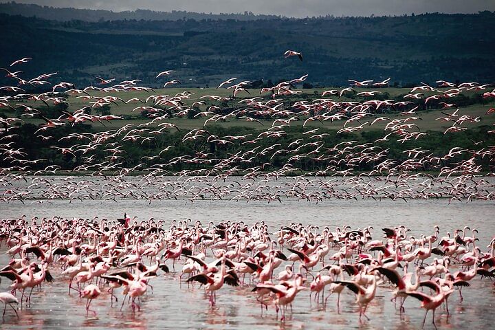 Lake Bogoria & Lake Nakuru Safari: Flamingos, Rhinos & Wildlife Adventure