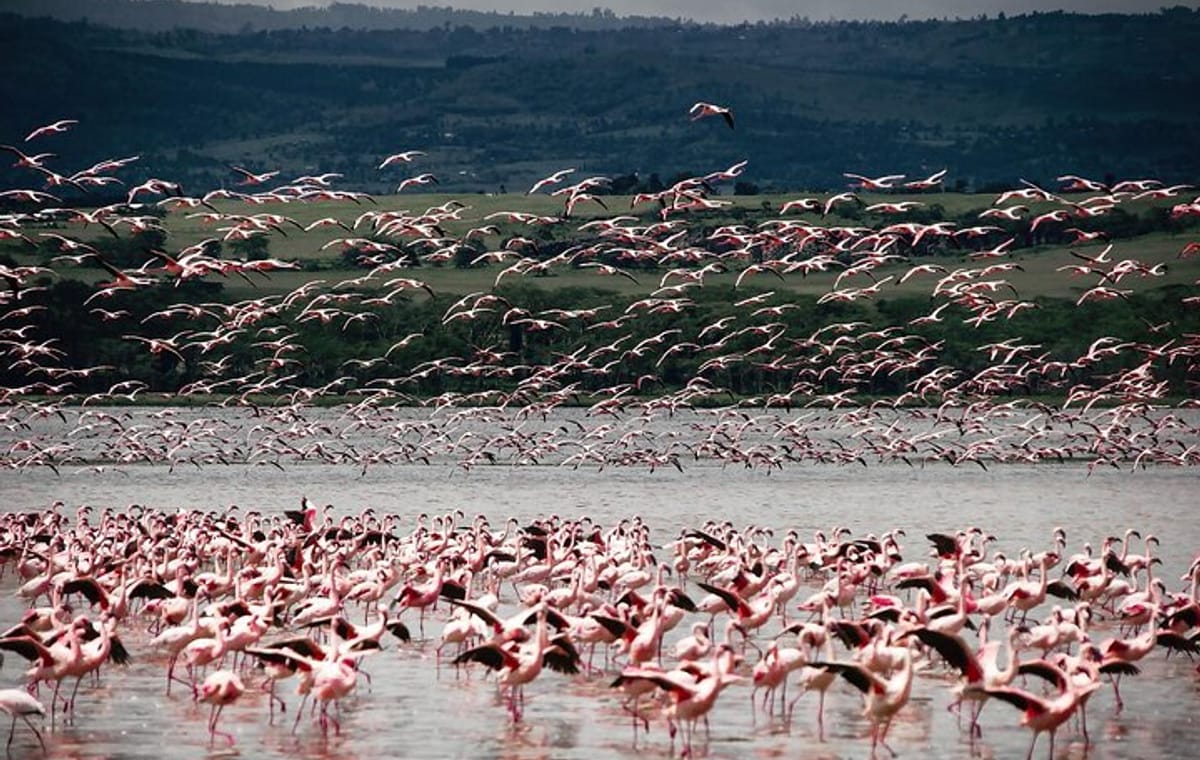 2Days Lake Bogoria and Lake Nakuru National Park Safari