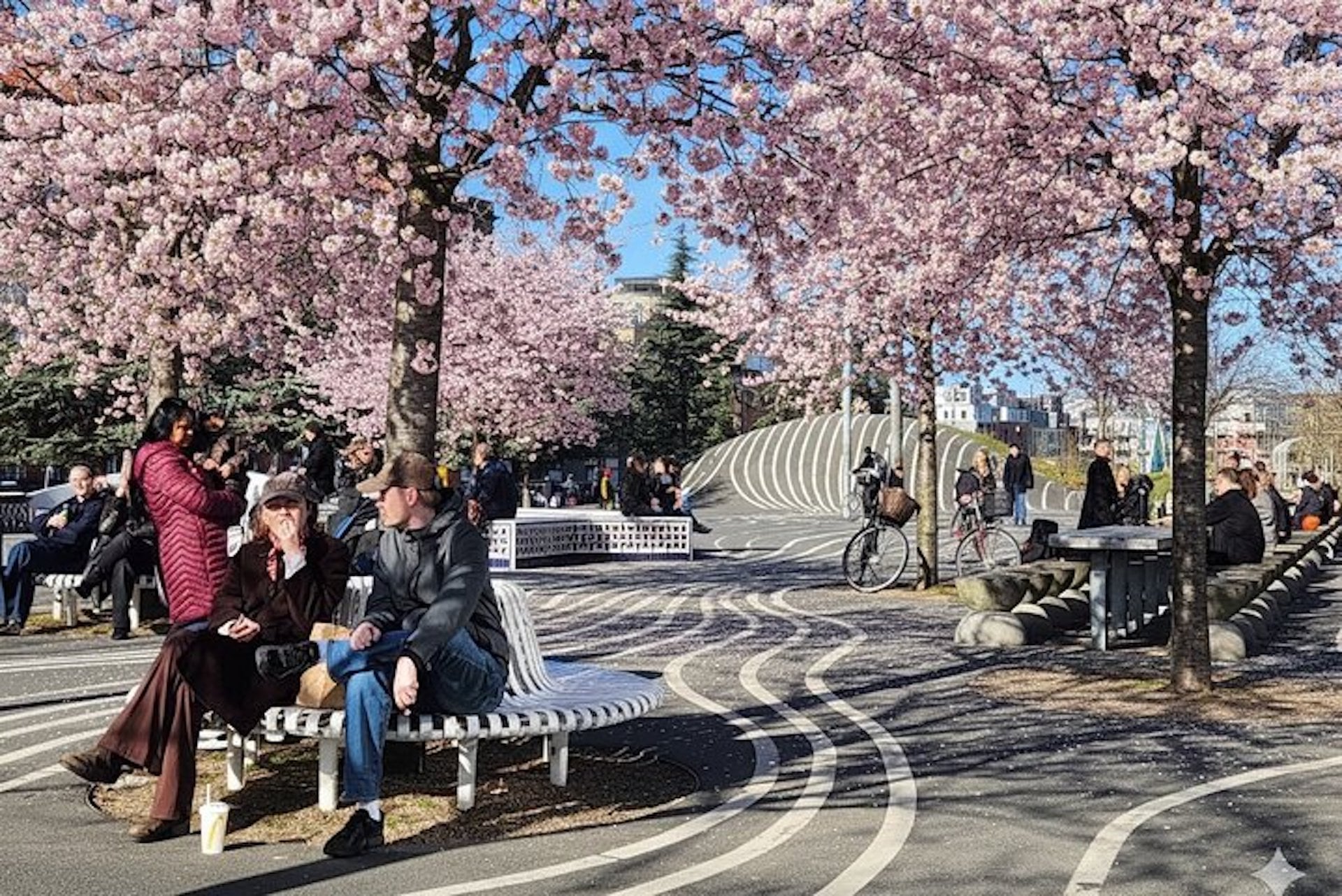 People enjoying a sunny day under blooming cherry trees on Nørrebro in Copenhagen, highlighting the neighbourhood’s relaxed atmosphere, loca