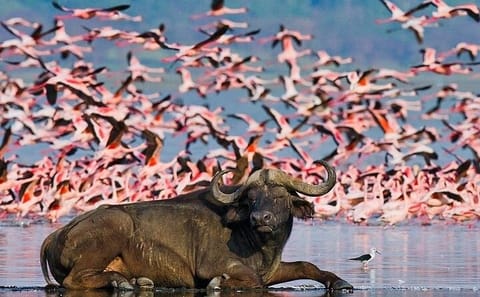 Luxury Birdwatching Safari in Nairobi, Kenya for 3 Days