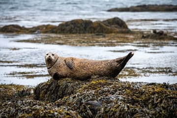 Snaefellsness Private Tour At Iceland’s West Coast of Wonders