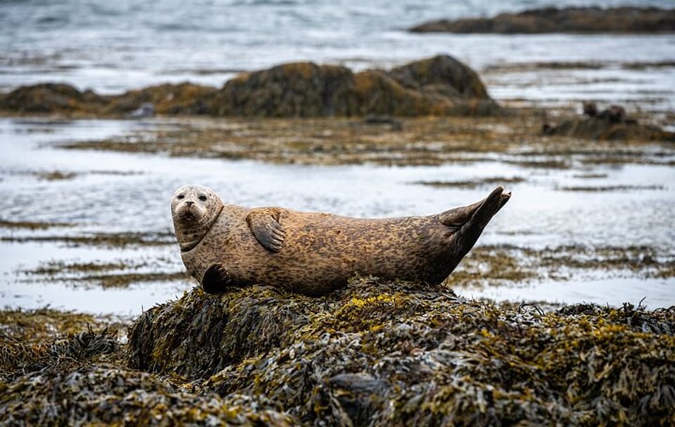 Private Adventure Tour of Snæfellsnes Peninsula in Iceland