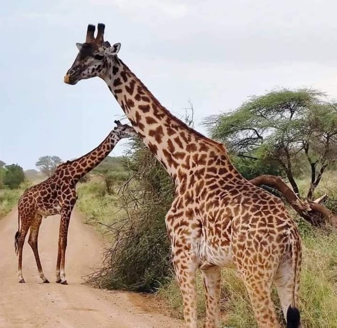 12-Days East Africa Experience: Uganda, Kenya & Tanzania photo 4