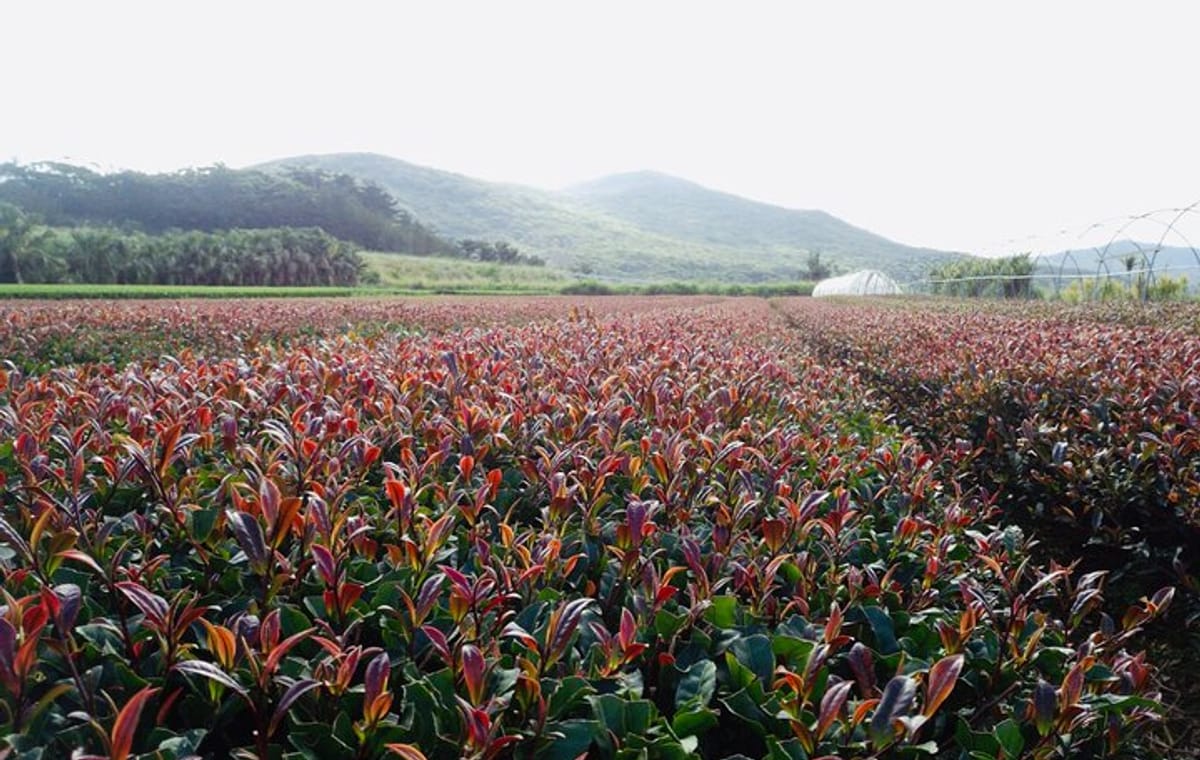 Purple Tea Farm Day Tour from Nairobi