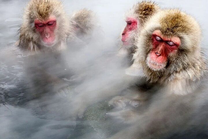 Snow monkeys from Tokyo: Private trip with professional photographerand local guide