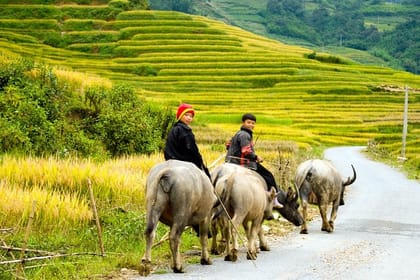 Sapa Easy trekking villages 2 days/ 1night trip: meals, tour guide, 3 star hotel