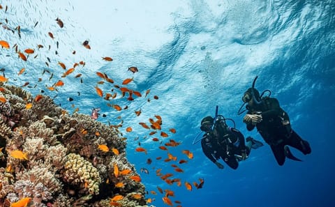 Diving Adventure in Hurghada: Explore the Red Sea Reefs