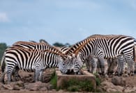 Nanyuki Overnight Safari - Ol Pejeta Conservancy  10