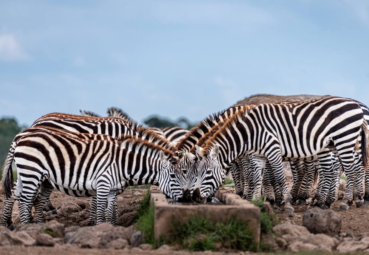 Nanyuki Overnight Safari - Ol Pejeta Conservancy  10