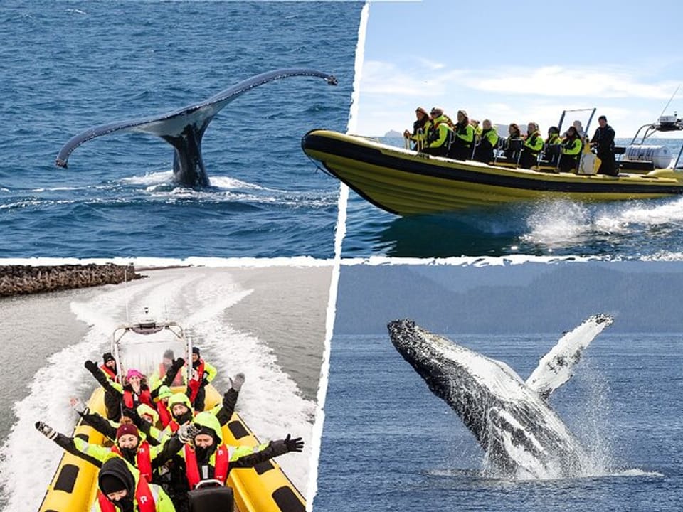 Ultimate Whale Watching Adventure on a RIB Speedboat in Reykjavík Bay, Iceland — Iceland Discover