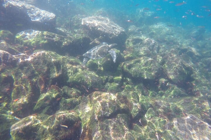 Into the Labyrinth: Snorkeling Los Tuneles on Isabela Island