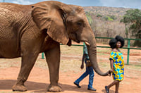 Elephant Interaction Experience 3