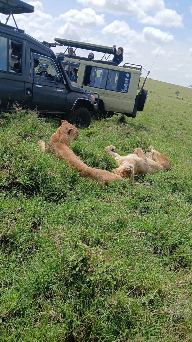 4Days 3Nights Maasai Mara group safari in 4WD From Nairobi